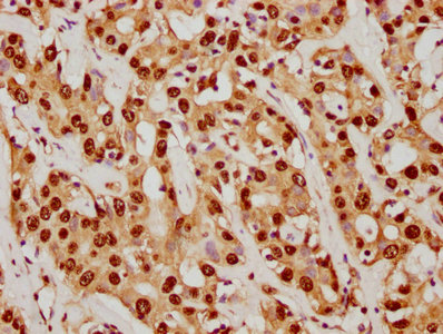 SUMO1 Antibody