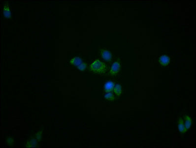 TSPO Antibody