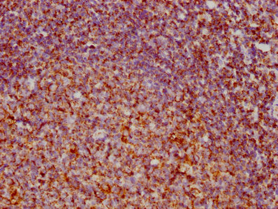 VDAC1 Antibody