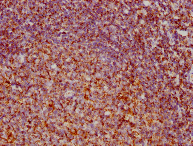 VDAC1 Antibody