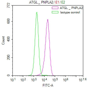 PNPLA2 Recombinant Monoclonal Antibody