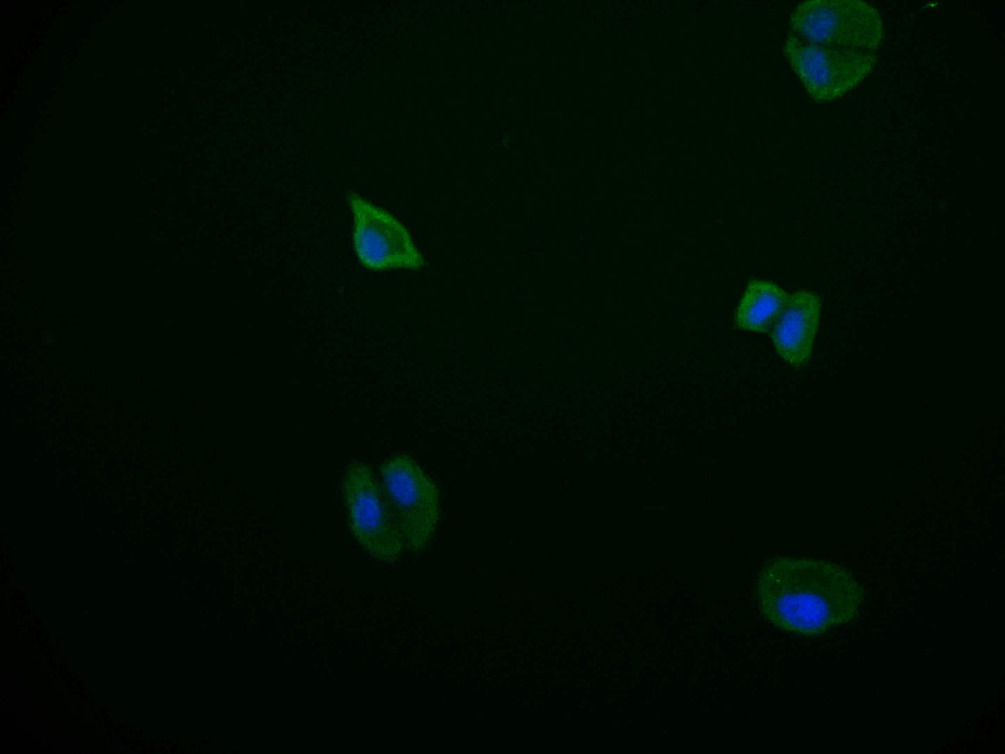 PDE2A Recombinant Monoclonal Antibody