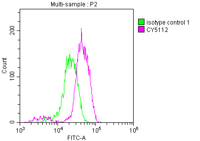 EGFR Antibody