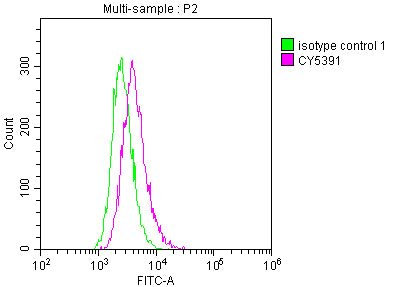 ICAM1 Antibody