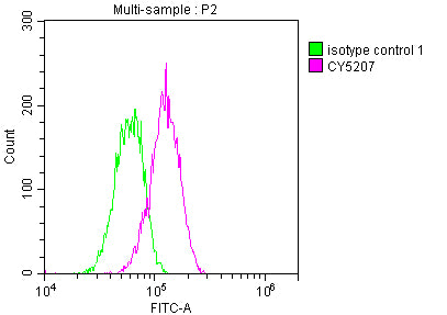 ATM Antibody