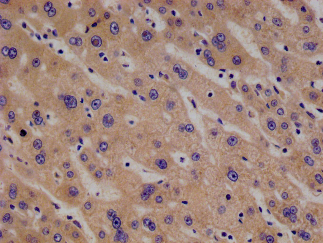 PAH Recombinant Monoclonal Antibody