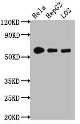 CYP1A2 Recombinant Monoclonal Antibody