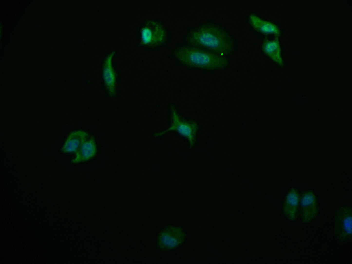 USP24 Recombinant Monoclonal Antibody