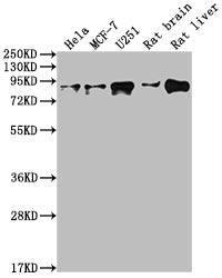 VCP Recombinant Monoclonal Antibody