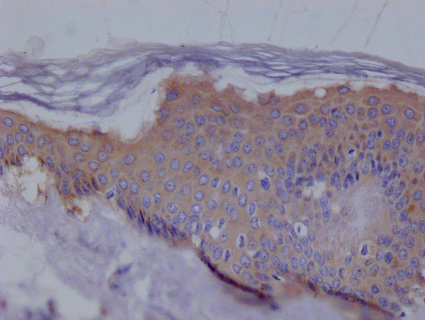 EZR Recombinant Monoclonal Antibody