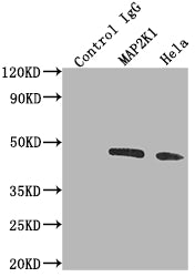 MAP2K1 Antibody