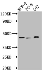 MAPK14 Recombinant Monoclonal Antibody