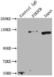 PIK3CB Antibody