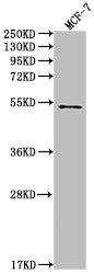 PDCD1 Recombinant Monoclonal Antibody