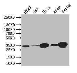SDCBP Recombinant Monoclonal Antibody
