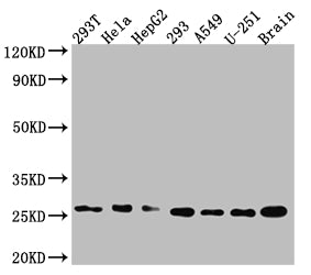 ID1 Recombinant Monoclonal Antibody