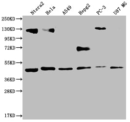 HIF1AN Recombinant Monoclonal Antibody
