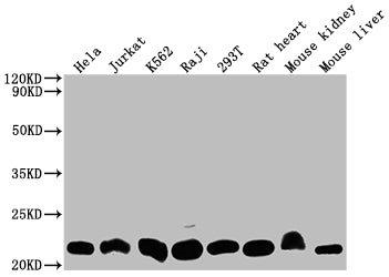 DHFR Recombinant Monoclonal Antibody
