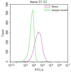 IKZF1 Recombinant Monoclonal Antibody