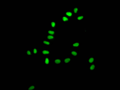 XRCC5 Antibody