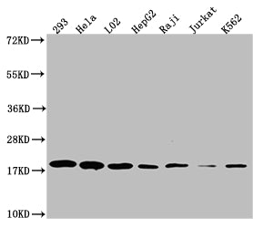 TOMM22 Recombinant Monoclonal Antibody
