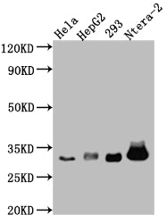 CASP3 Recombinant Monoclonal Antibody