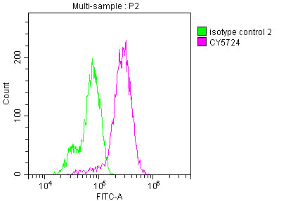 RET Antibody