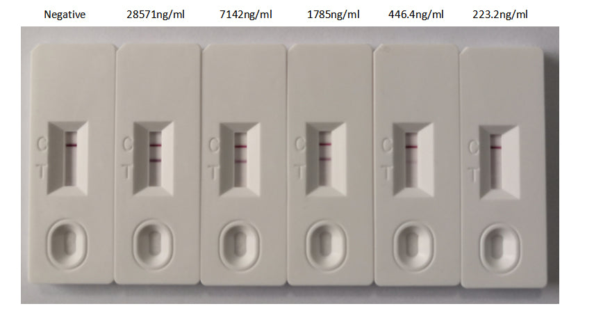 N Antibody