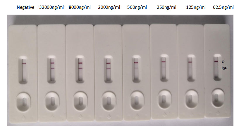 N Antibody