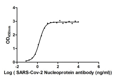 N Antibody
