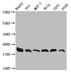 FIS1 Recombinant Monoclonal Antibody