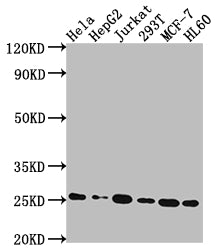 HMGB1 Antibody