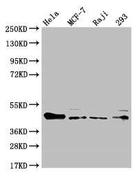 ULBP1 Recombinant Monoclonal Antibody