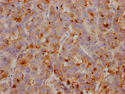 CLU Recombinant Monoclonal Antibody