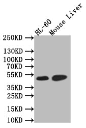 HNF4A Recombinant Monoclonal Antibody