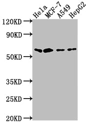 SOX10 Recombinant Monoclonal Antibody