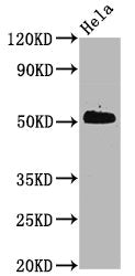 Phospho-CDC37 (S13) Antibody
