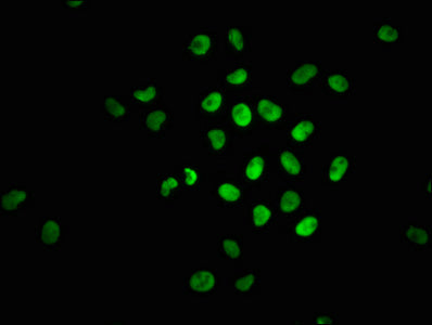 Phospho-NFE2L2 (S40) Antibody
