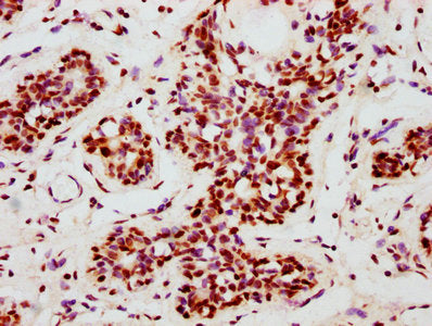 Phospho-NFE2L2 (S40) Antibody