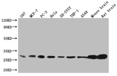 YWHAB Recombinant Monoclonal Antibody