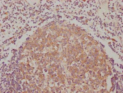 BAK1 Antibody