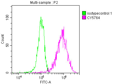 PKM Antibody