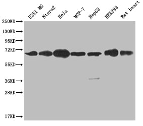 CBX2 Recombinant Monoclonal Antibody