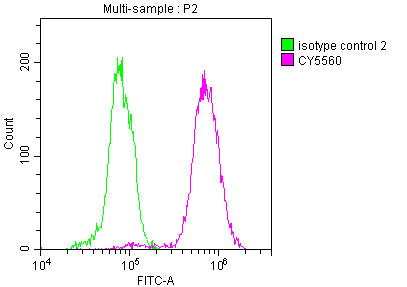 ACLY Antibody