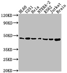 F3 Recombinant Monoclonal Antibody