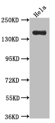 XDH Recombinant Monoclonal Antibody