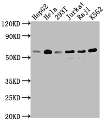 TRAF2 Recombinant Monoclonal Antibody