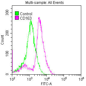 CD163 Antibody