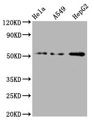 CD47 Recombinant Monoclonal Antibody