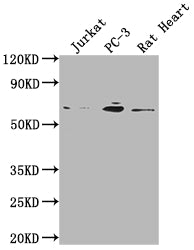 E2F1 Antibody